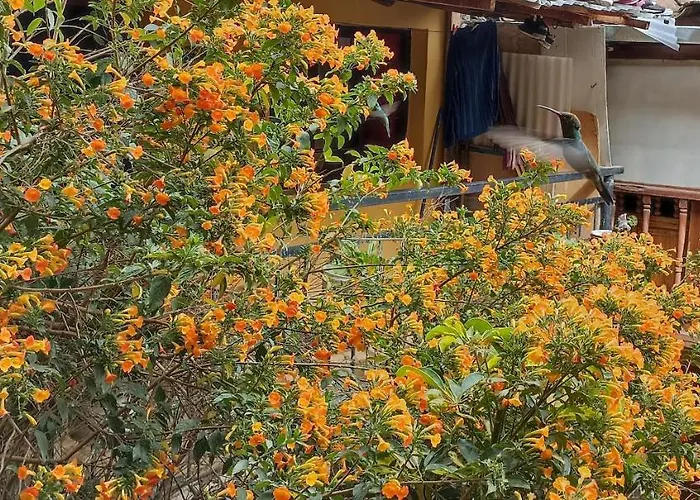 Pensión Apus Ollantaytambo